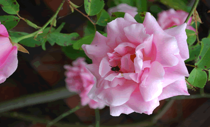 rose